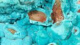 Turquoise Blue, Botryoidal Chrysocolla - Congo #54992-1